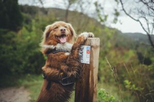 Ce chien est fin prêt à découvrir de nouveaux horizons sur un itinéraire balisé.