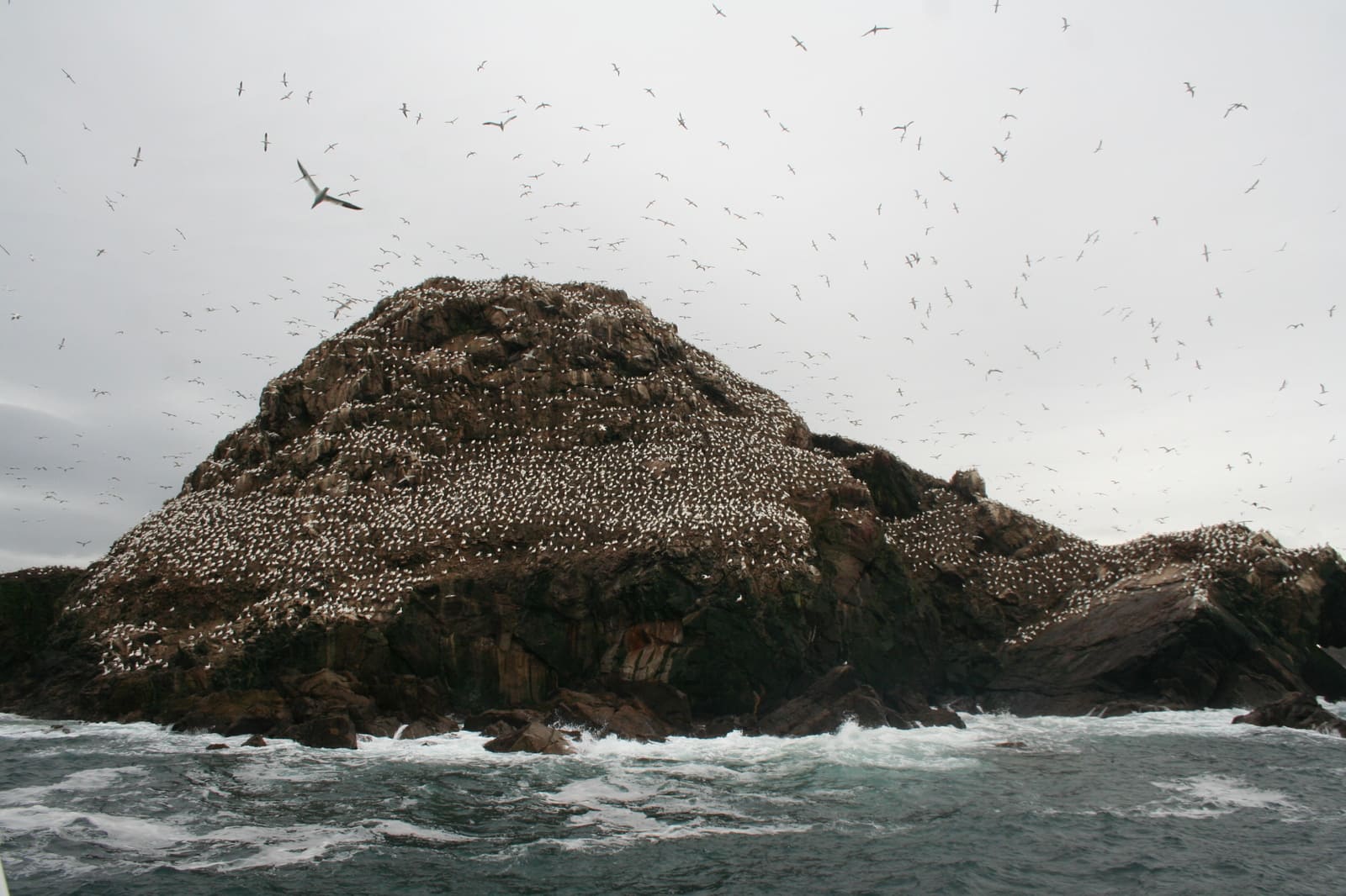 Colonie de fous de Bassan sur l’île Rouzic, réserve naturelle des Sept-Îles en Bretagne