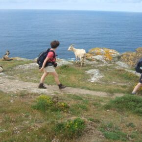 Randonneurs marchant près des chèvres sur le sentier côtier de Belle-Île