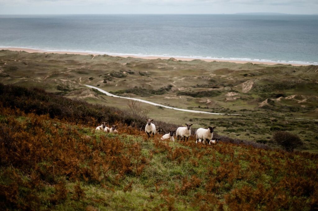 Troupeau de moutons sur les hauteurs du Cotentin avec vue sur la Manche