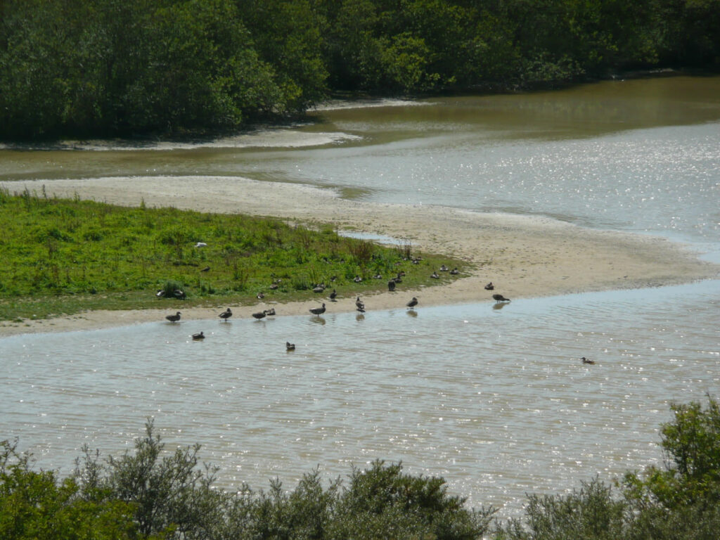 Oiseaux en bord de marais dans le Parc du Marquenterre