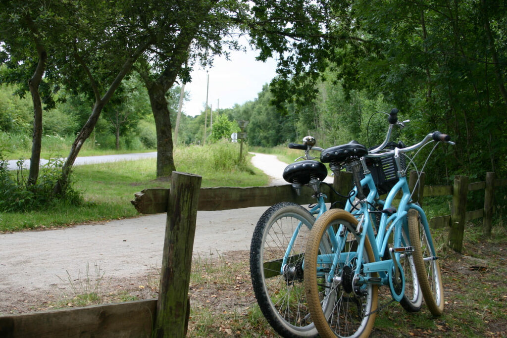 Deux vélos bleus posés au bord d’un chemin forestier