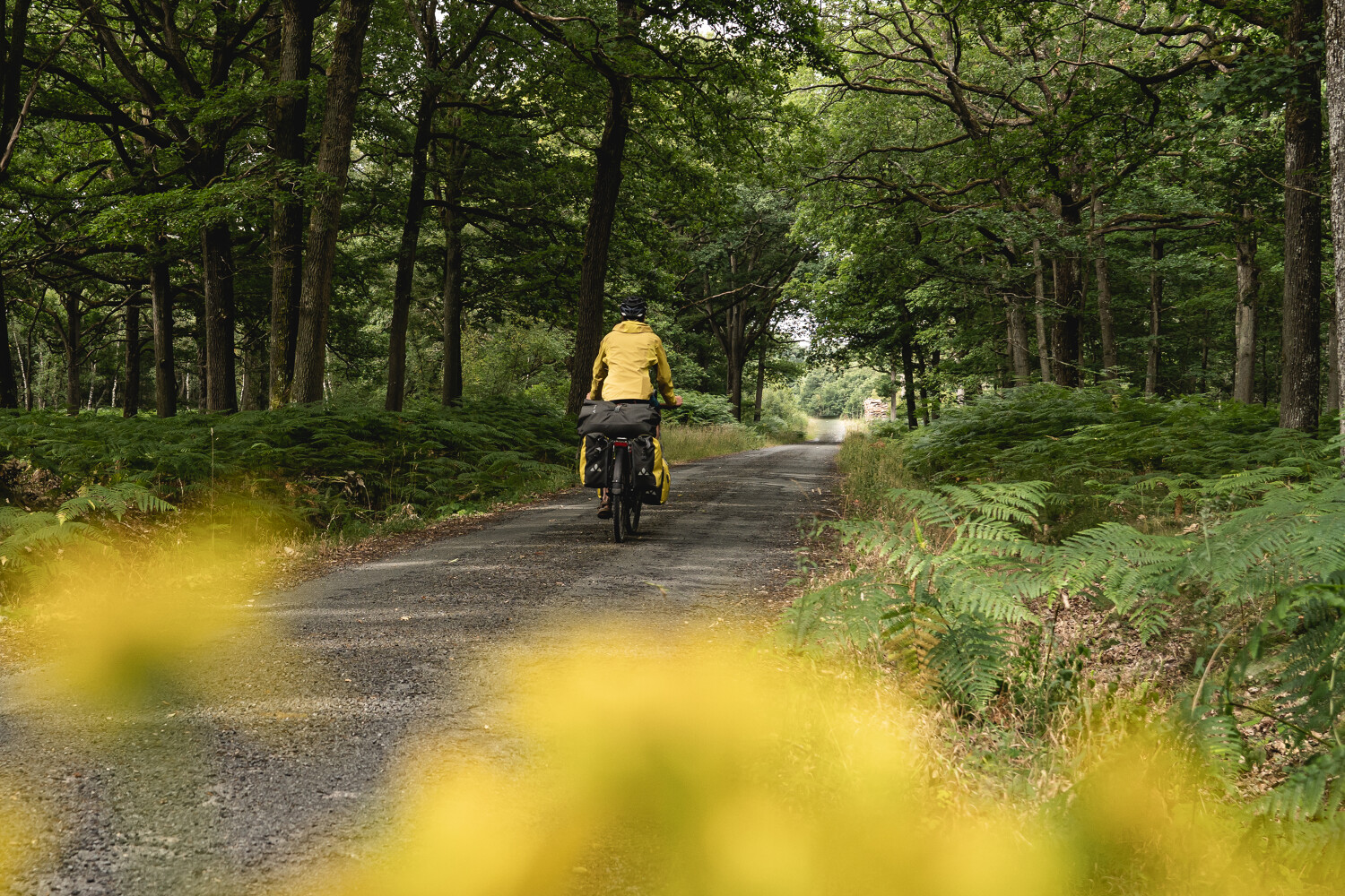 Véloscénie : Forêt de Rambouillet