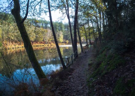Coureur longeant un étang sur un sentier boisé pendant un stage trail à Brocéliande