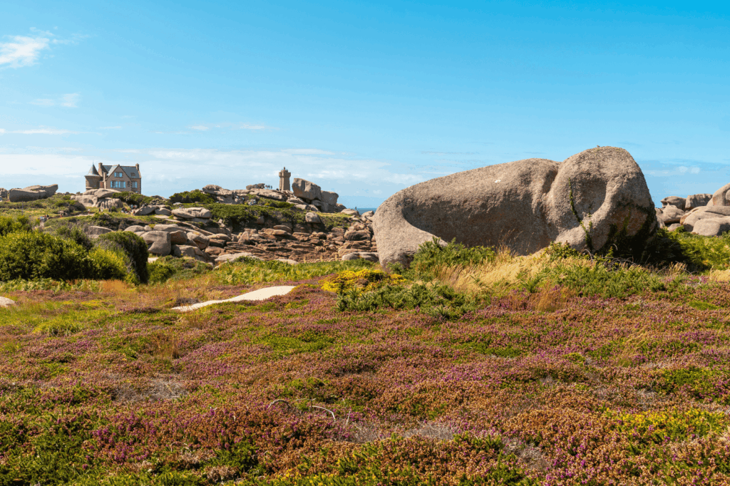Énormes rochers de la Côte de Granit Rose entourés de lande et de bruyère en fleurs sous un ciel bleu.