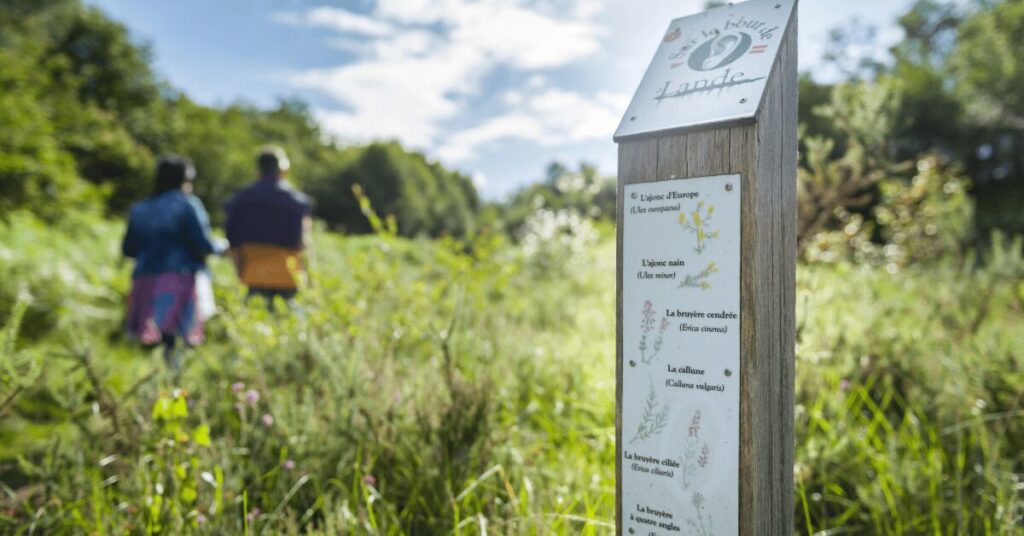 Randonneurs sur un sentier de lande bretonne ensoleillé en été près d'un panneau d'interprétation